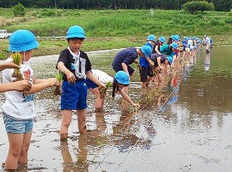 写真:田植えの様子