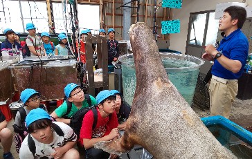 写真:水族館見学2