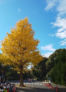 写真:銀杏