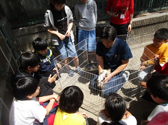 写真:飼育委員会　うさぎの飼育方法を学ぶ様子