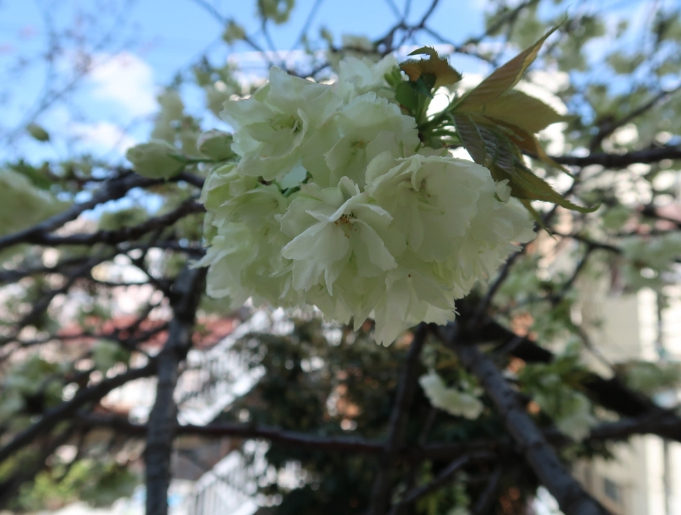 写真:ウコン桜