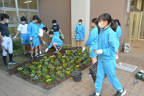 写真:苗の植え替え1