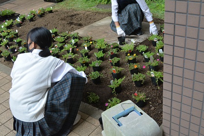 写真:苗の植え替え4