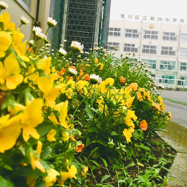 写真:花のある学校1