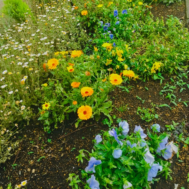 写真:花のある学校2