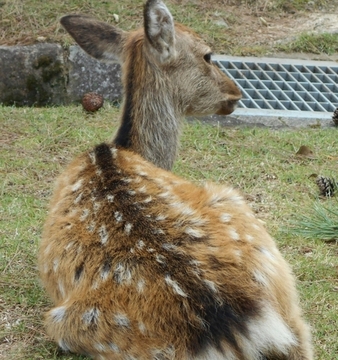 写真:鹿