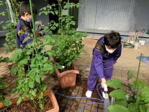 写真:原中農園での水やり1