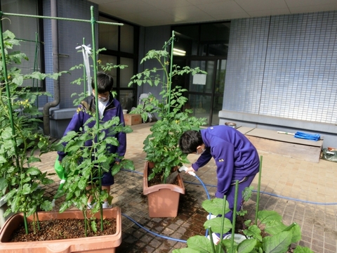 写真:原中農園での水やり2