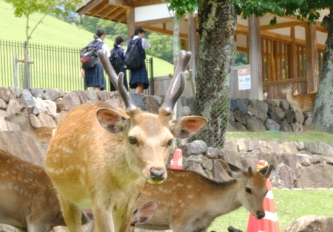 写真:修学旅行3