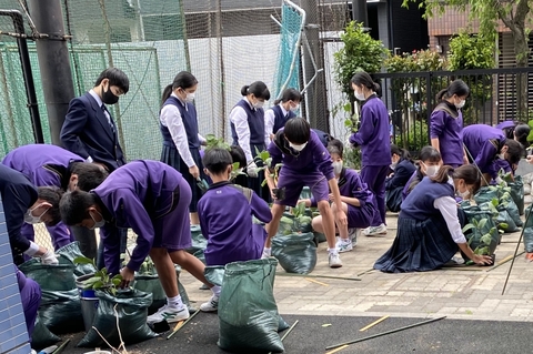 写真:ナスの栽培1