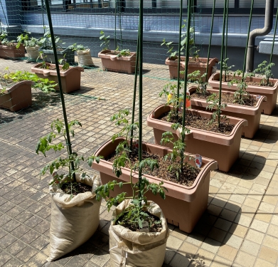 写真:プランターなどに植えられたミニトマト