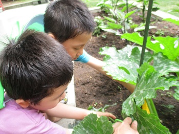 写真:植物の様子を見ている子どもたち
