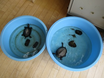 写真:カメ
