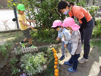 写真:みかんの収穫2