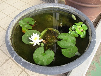 写真:蓮の花が咲きました1