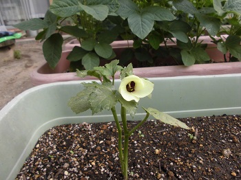 写真:年長組　野菜の花いろいろ4