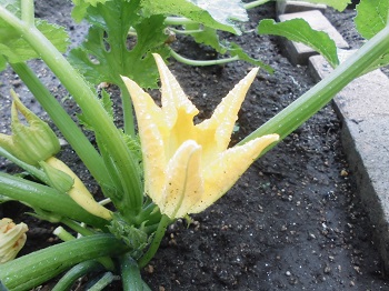 写真:年長組　野菜の花いろいろ7