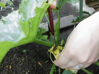 写真:年長組　野菜の花いろいろ9