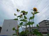 写真:しぜんがいっぱい！6