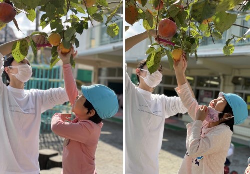 写真:園庭の柿を収穫(年長組)2