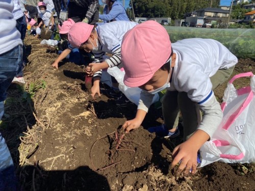 写真:芋ほり遠足(年中組・年長組)4