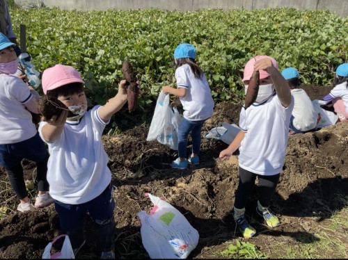 写真:芋ほり遠足(年中組・年長組)5