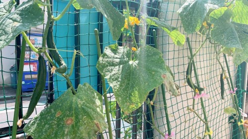 写真:夏野菜の生長1