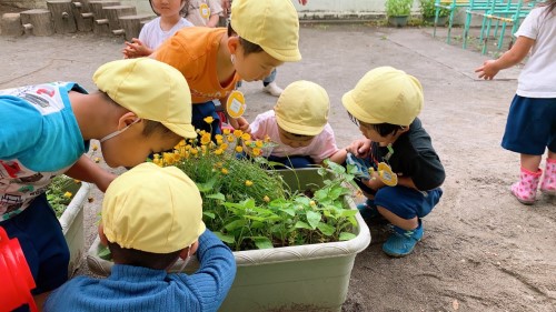 写真:ダンゴムシ見つけた！(年少組)1