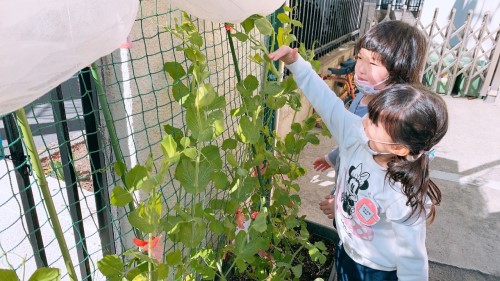 写真:植物の成長と背比べ(年中組)4