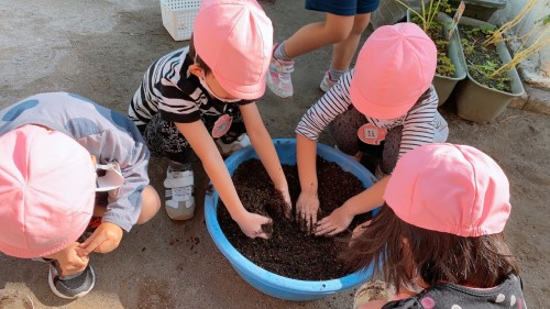 写真:チューリップの球根植え(年中組)1