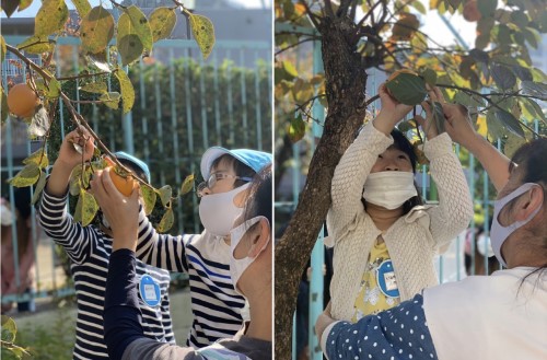 写真:柿の収穫(年長組)4