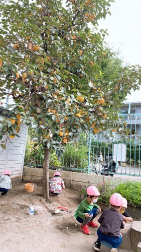 写真:園庭の柿の木(全園児)1