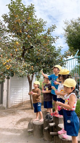 写真:園庭の柿の木(全園児)3