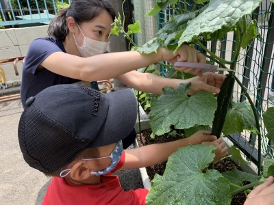 写真:野菜の収穫(年中組)1