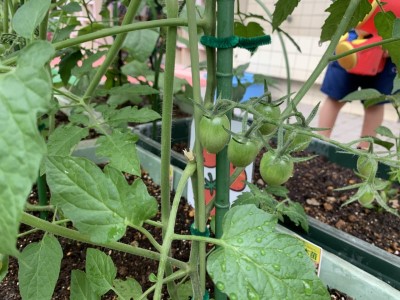 写真:野菜ができてる！(年長組)3