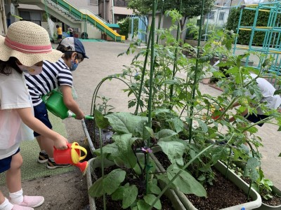 写真:野菜ができてる！(年長組)5