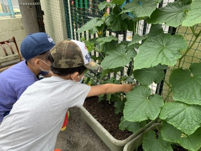 写真:野菜ができてる！(年長組)6