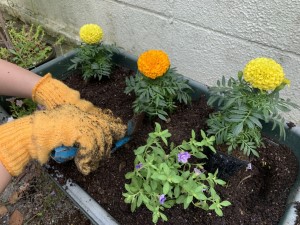 写真:新しい野菜や花が仲間入り1