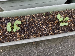 写真:どんどん ぐんぐん 大きくなる!2