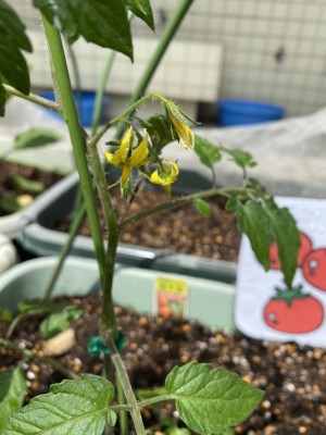 写真:花が咲いたよ！芽が出たよ！2