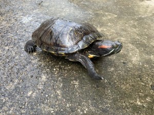 写真:カメさんたちも元気です1