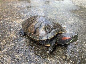 写真:カメさんたちも元気です2