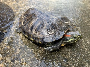 写真:カメさんたちも元気です3