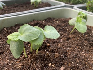 写真:野菜の名前・花の名前　わかるかな？2(1)