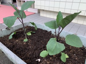 写真:野菜の名前・花の名前　わかるかな？2(2)