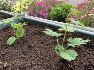 写真:野菜の名前・花の名前　わかるかな？1(2)