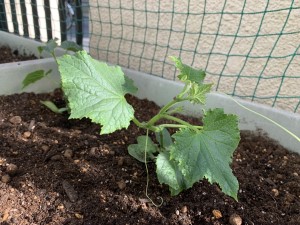 写真:野菜の名前・花の名前　わかるかな？1(5)