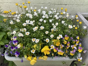 写真:園庭には色とりどりのお花1
