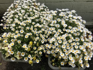 写真:園庭には色とりどりのお花5