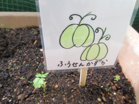 写真:5月の様子4
